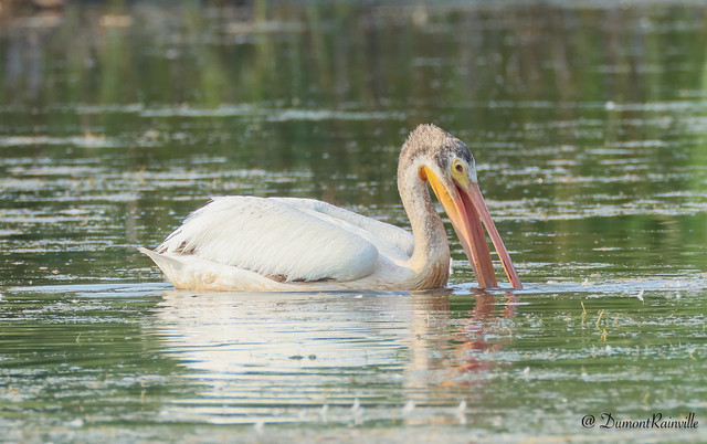 Pélican d'Amérique / American White Pelican / (Pelecanus erythrorhynchos)