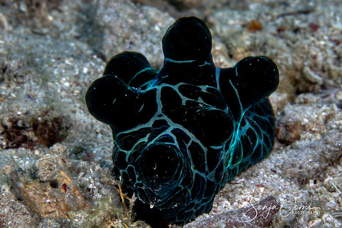 animal black blue coriocellanigra macro marinelife nature oceanfloor ooms philippines reef snail sonja sonjaooms underwater velutin velutinsnail velutinidae zeeslak yourbestanimalphoto