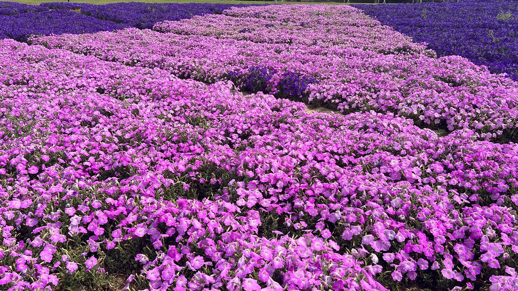 紫瀑花海 台北古亭河濱公園