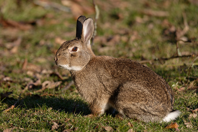 European Rabbit (Oryctolagus cuniculus) Vildkanin
