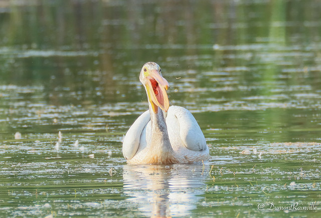 Pélican d'Amérique / American White Pelican / (Pelecanus erythrorhynchos)