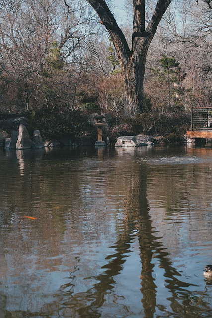 pond and cottonwood, Japanese garden