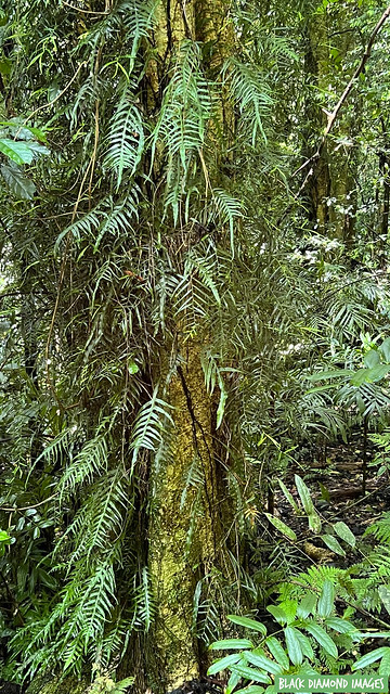 Dendroconche scandens syn Microsorum scandens - Fragrant Fern, Dorrigo National Park, New England Tableland, NSW