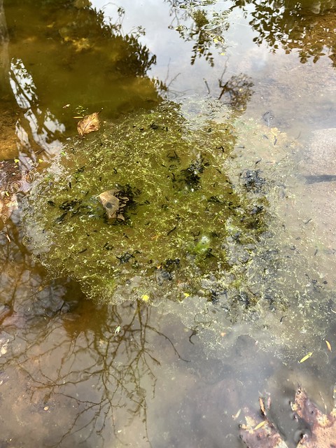 Frogspawn - the tadpoles are almost ready to emerge