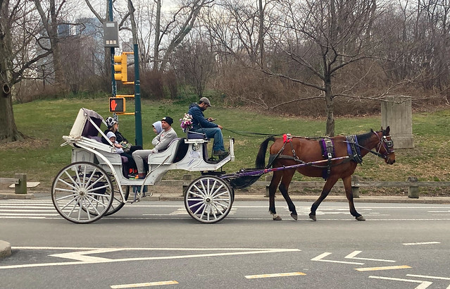 Horse, Carriage, Cell Phone