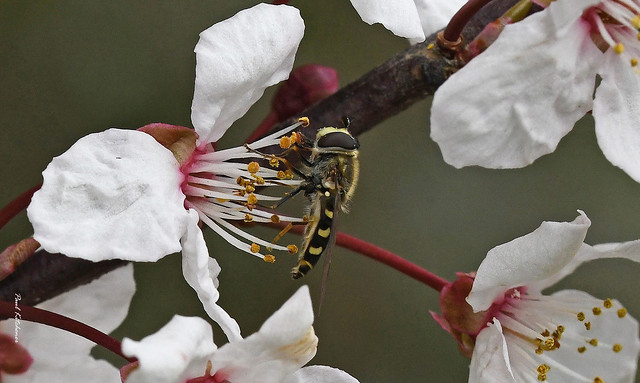 Cherry Plum (Prunus cerasifera) and hoverfly (Eupeodes species)