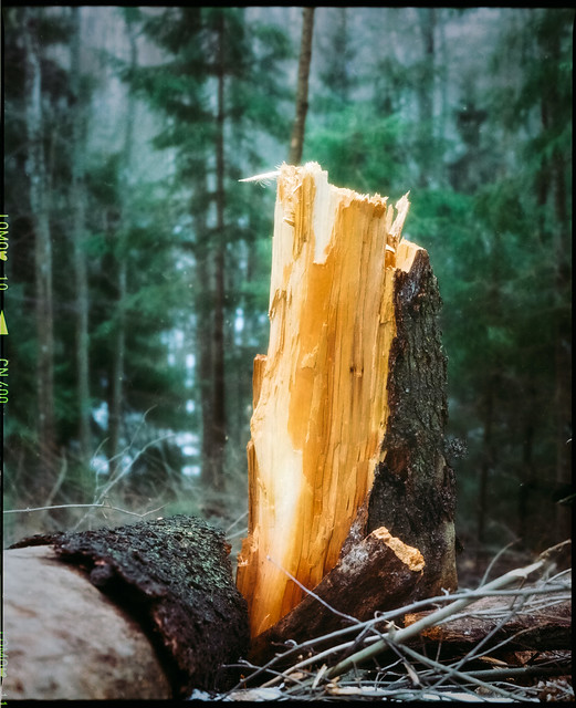 Stump of a tree fallen by storm