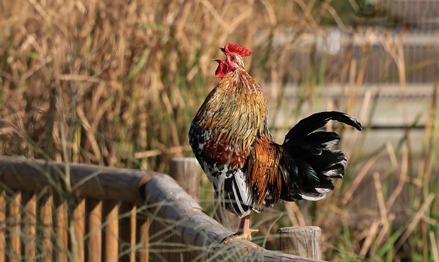 Little Red Rooster !!     (Explored 22-3-2023)