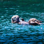 Otters at Play Halibut Cove Alaska: Junior Otter peers out with calm curiosity