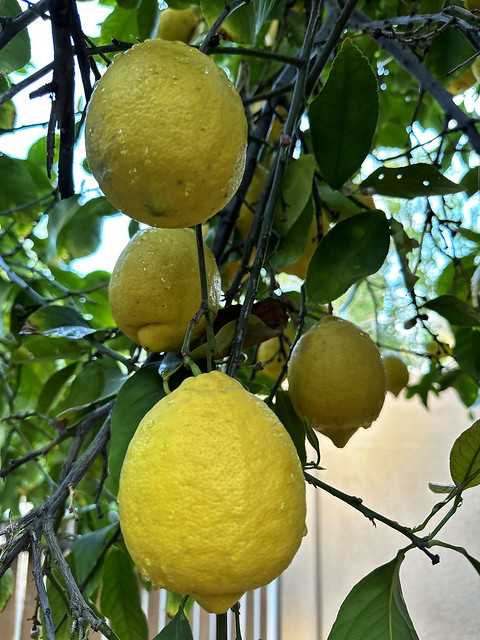 Lemon Tree  - Orange Tree Golf Course Neighborhood