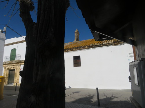 Treetrunk, Plaza  de Santa Catalina,   Conil  de la Frontera, Cadiz, Andalucia, Spain