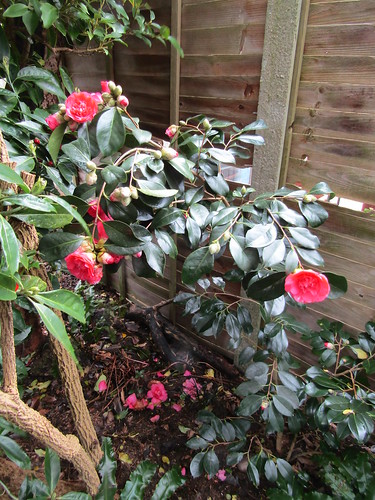 Camellia sasanqua 'Chansonette' | My garden. | Leonora (Ellie) Enking ...