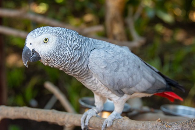 African Grey Parrot - Wajib Tahu Sebelum Memelihara!