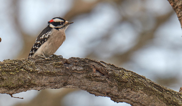 male downy woodpecker