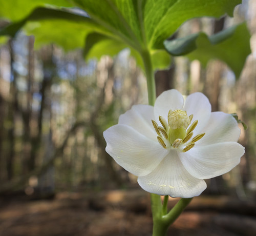 Mayapple blooms in March