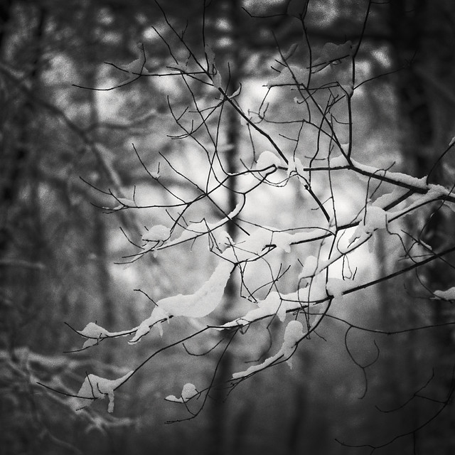Branches and snow. Park Prypiacki. 2022