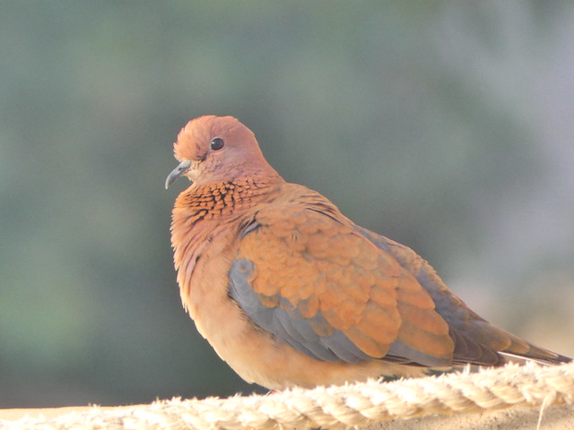 Laughing Dove at Kom-Ombo, Egypt