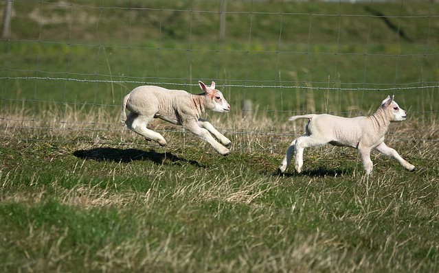 lambs SPRING TIME