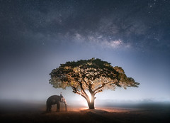 A Night with the Elephants