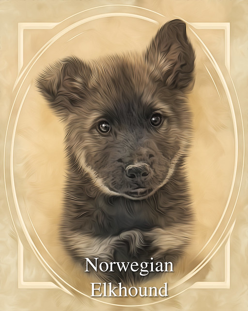 Norwegian Elkhound - Digital Art