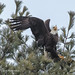 Bald Eagle at Cold Stream Dam