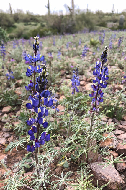 Coulter's Lupine (Lupinus sparsiflorus)