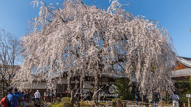 Weeping Cherry blossom at Honmanji Temple, Kyoto-Japan.