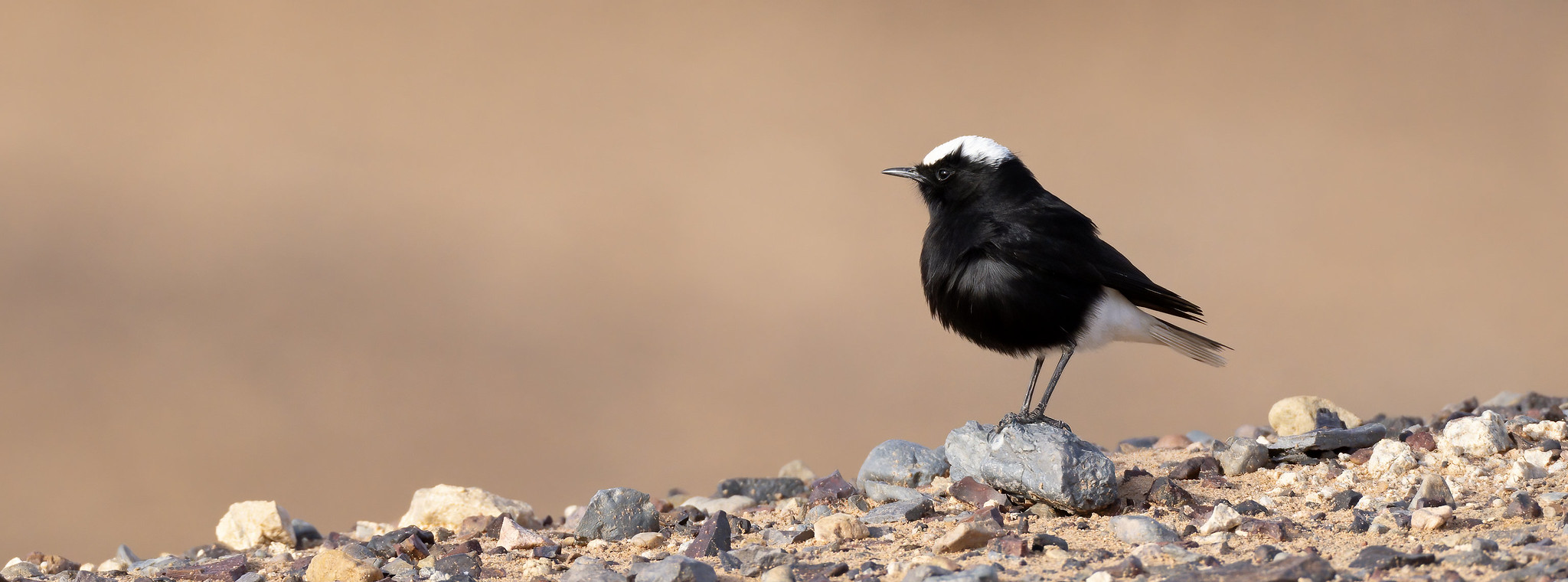 White-crowned Wheatear male
