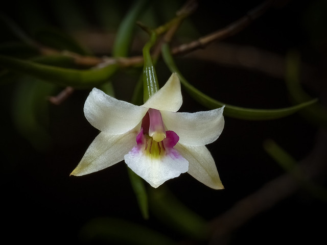 Winika- Dendrobium cunninghamii