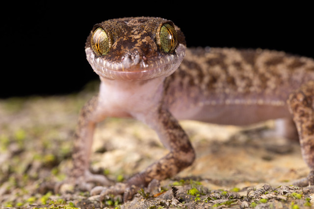 Cattien Bent-toed Gecko - Cyrtodactylus cattienensis