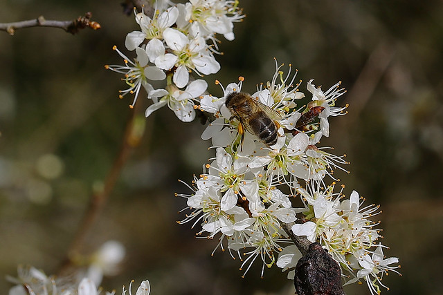 Bee on blackthorn blossom