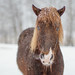 Another snowy horse