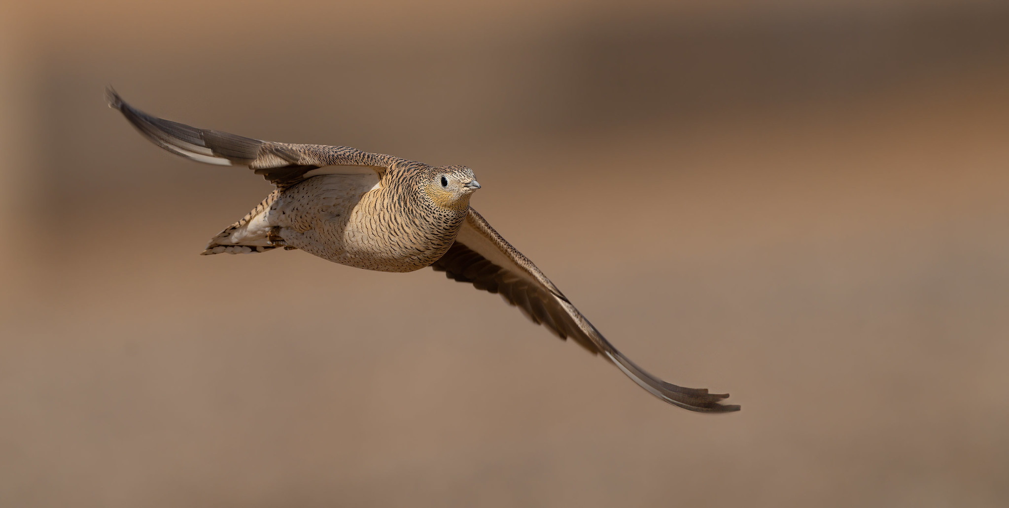 Crowned Sandgrouse female on take-off