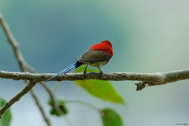Crimson Sunbird (Aethopyga siparaja) - male