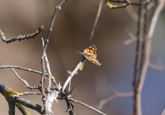 Snudesommerfugl (Nettle-tree Butterfly / Libythea celtis)