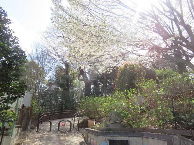 東京桜散歩(5)多摩川台公園 2023.3.22