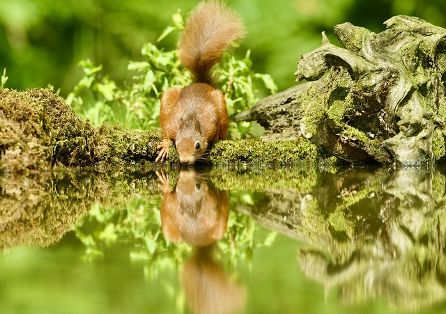 RED SQUIRREL