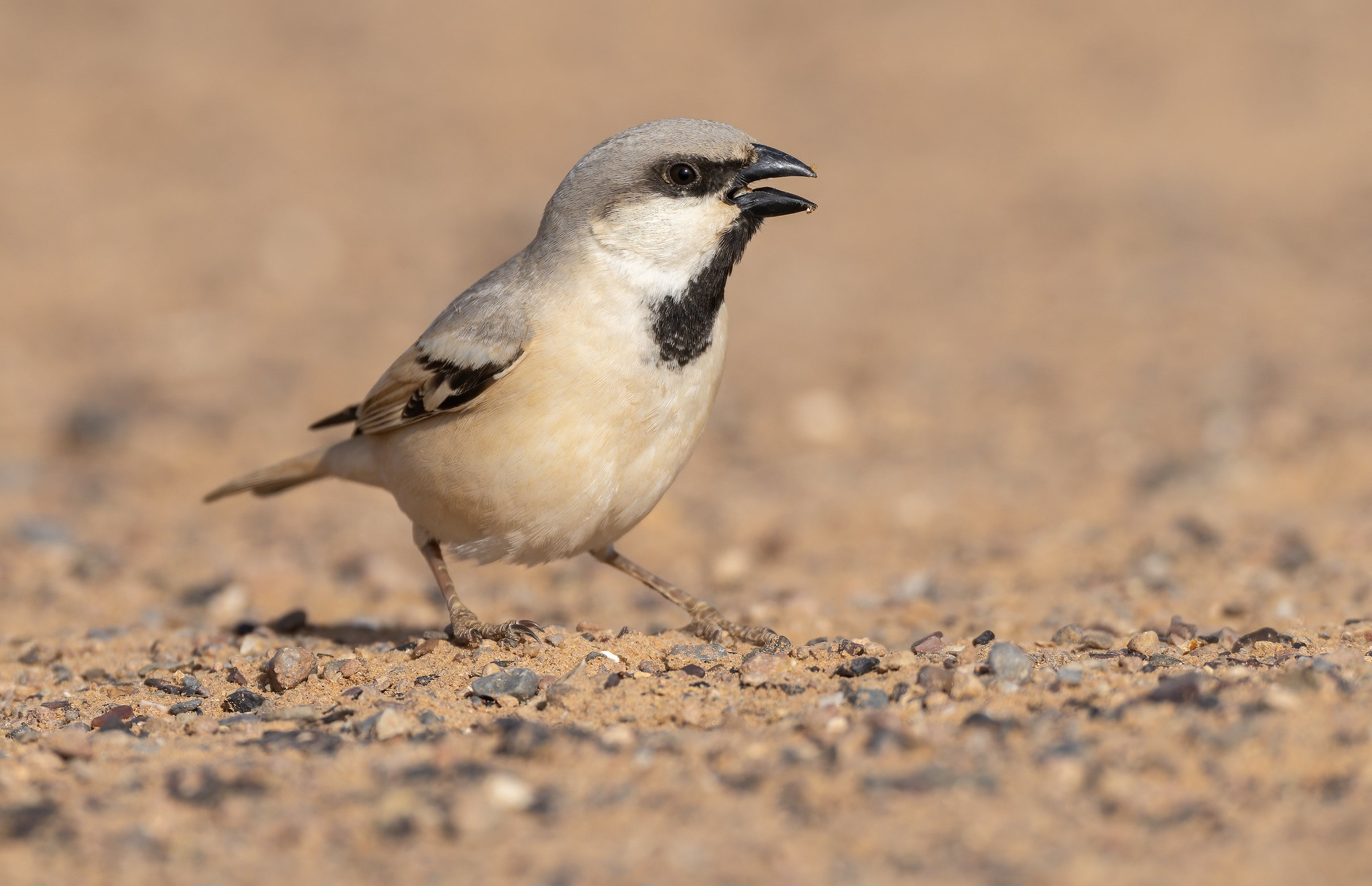 Desert Sparrow male