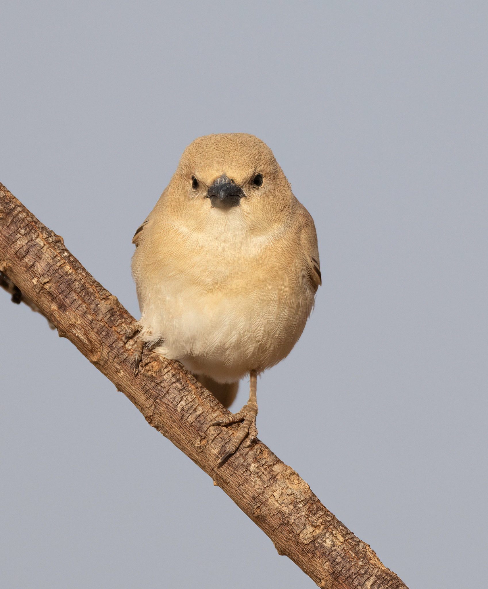Desert Sparrow female