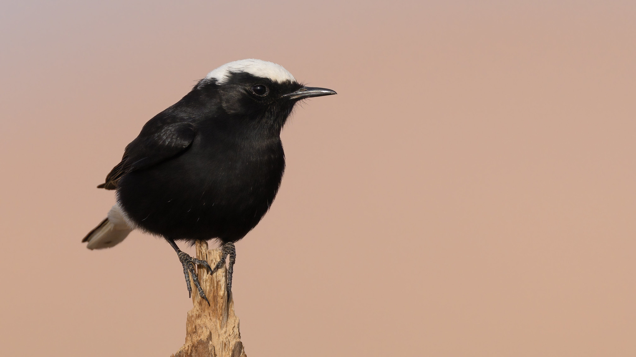 White-crowned Wheatear male