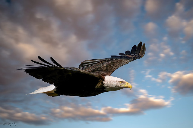 Eagle flying!