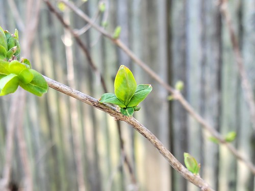 First leaves