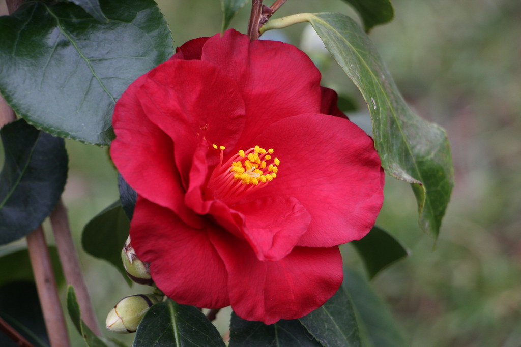 Kamelie / Camellia jap. 'Royal Velvet'