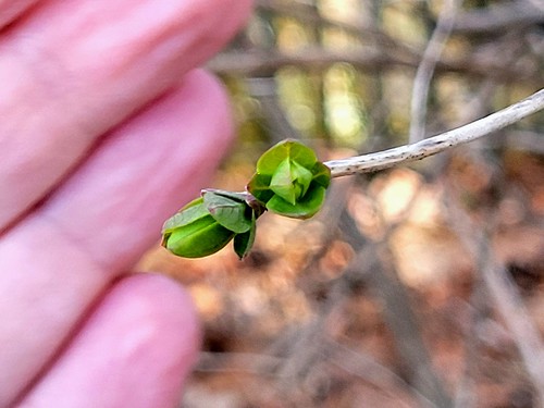 First leaves, with hand to focus