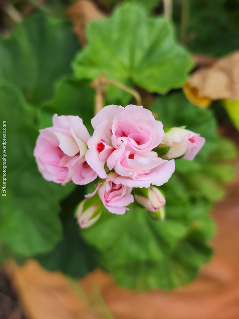 Pink zonal geranium