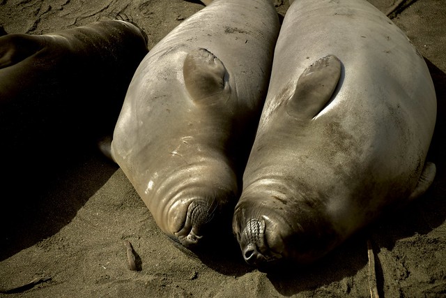 Female Elephant Seals Rest on the Beach