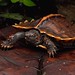 Kura-kura Matahari: Cara Perawatan, Makanan Dan Info Harga
