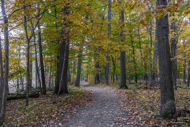 Path Through Woods #28 - 2019-10-26
