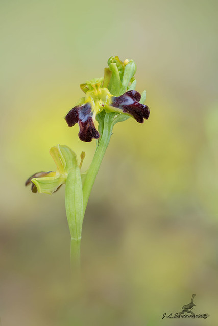 Ophrys lupercalis (lusus)