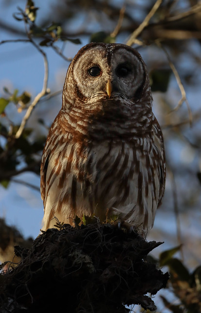Curious Barred Owl